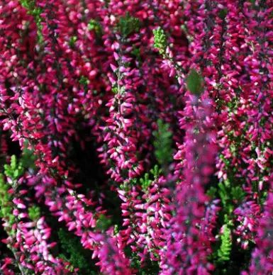 Herb Mist